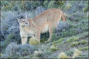 Cougar 