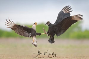 Crested Caracara & Black Vulture