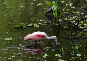 Spoonbill at Lunch