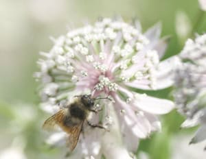 Bumble Bee