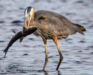 Great Blue Heron Got Lucky with Big Catch
