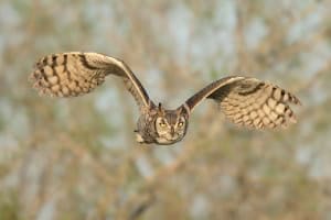 Great Horned Owl