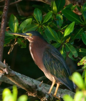 Heron at Dawn