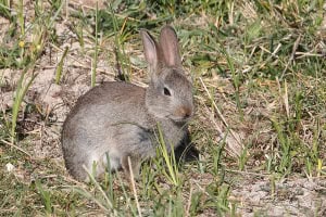 Rabbit