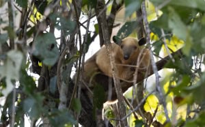 Southern Tamandua