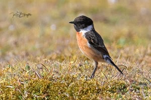 Stonechat