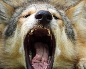 Timber Wolf Yawning at Me