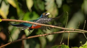 Trogon