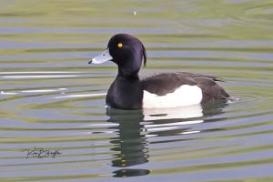 Tufted Duck