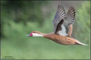 White-cheeked Pintail