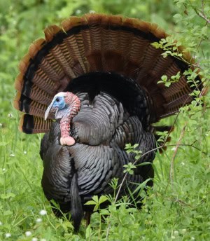 Wild Turkey Showing Off His Stuff