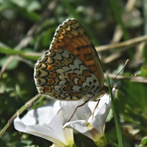 Knapweed Fritillary