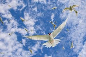 Arctic Terns - Grimsey Island, Iceland