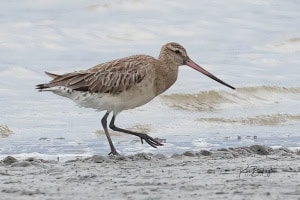 Bar-tailed Godwit