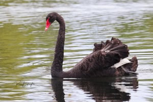Black Swan