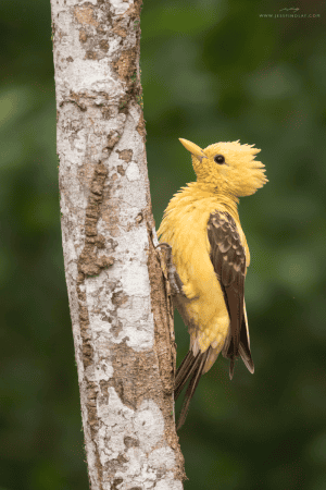 Cream-coloured Woodpecker
