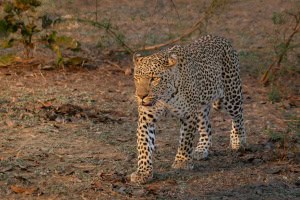 Lucy the Leopard of Great Wonders.