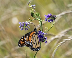 Monarch