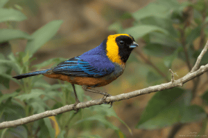 Golden-collared Tanager