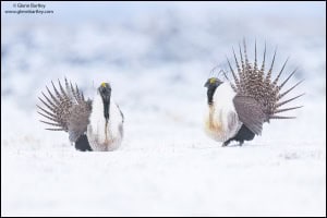 Greater Sage Grouse (Centrocercus Urophasianus) 