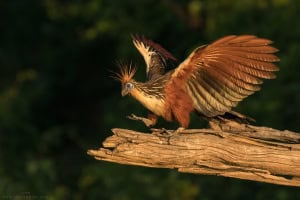 Hoatzin