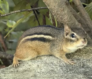 Lonely Little Chipmunk