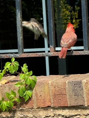 Flit or Sit 