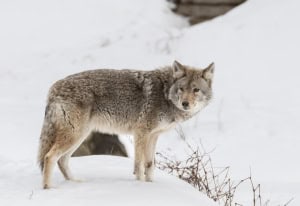 Coyote on the Lookout