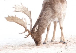 Fallow Deer 