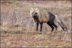 Red Fox