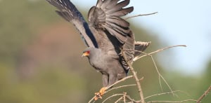 Snail Kite