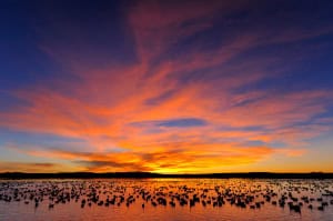 Snow Geese at Dawn - Bosque Del Apache National Wildlife Refuge