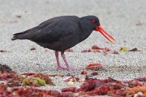 Variable Oystercatcher