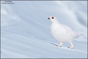 White-tailed Ptarmigan (Lagopus Leucurus)
