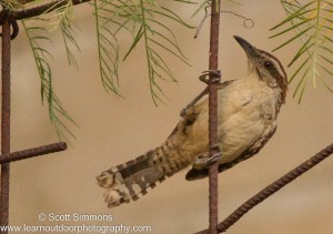 Rufous-naped Wren