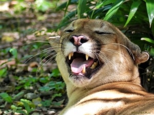 Lol. You Humans Make Me Laugh! - Mexican Puma
