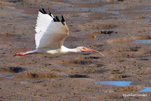 White Ibis