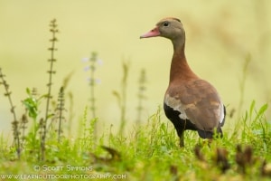 Black-bellied Whistling Duck