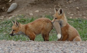 Red Fox Kits