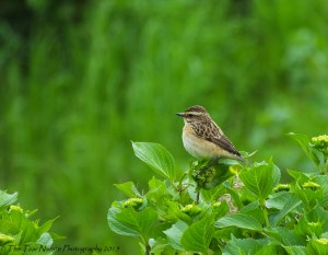 Whinchat Beauty