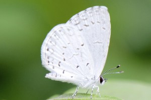 Summer Azure