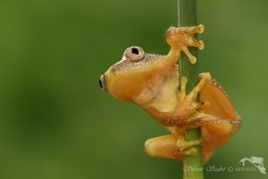 Acrobat