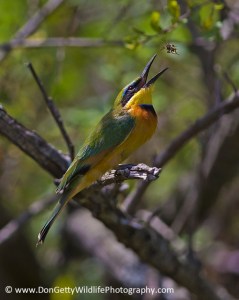 Little Bee-eater tossing a bee