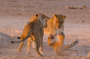Lion cub temper tantrum