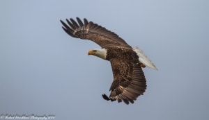Fly By