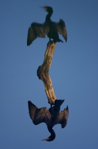 Alternate reality for Neotropic Cormorant