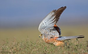 Common Kestrel Male