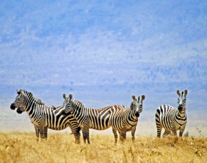 Zebras