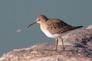 Curlew Sandpiper in the early morning sun