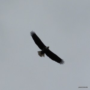 Baldheaded Eagle